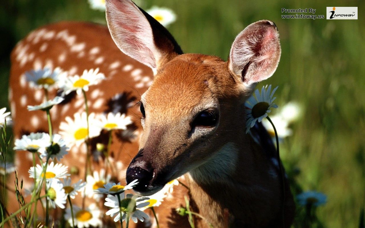 Baby Fawn Wallpaper Animals Daisy Deer Bambi