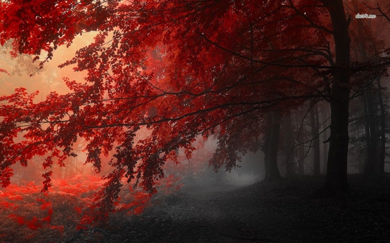 Autumn Forest Foggy Wallpaper The Woods Are
