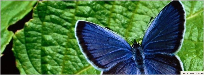 Butterfly Wallpaper Timeline Cover Covers