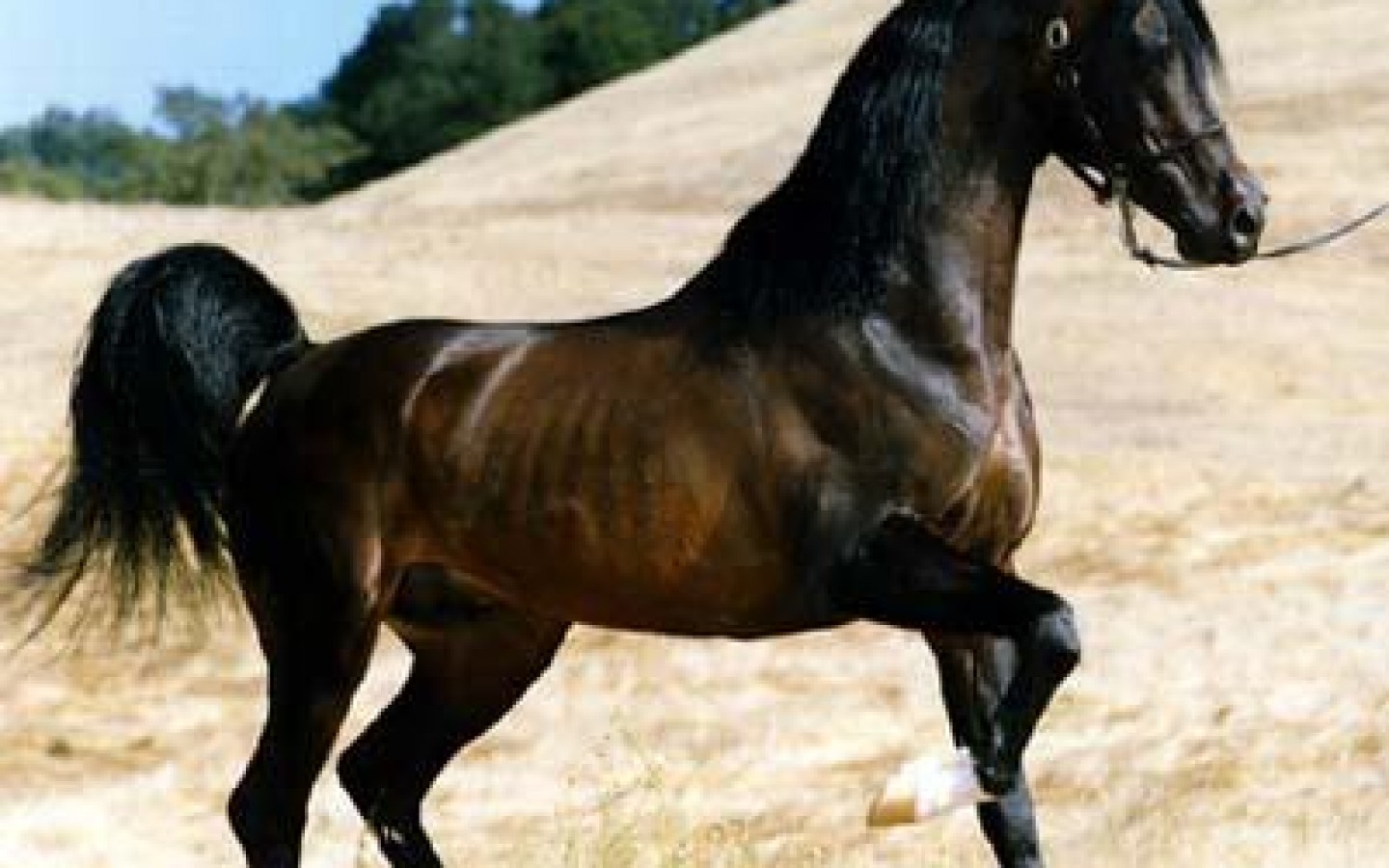 Wallpaper Arabian Horse Beautiful Puter