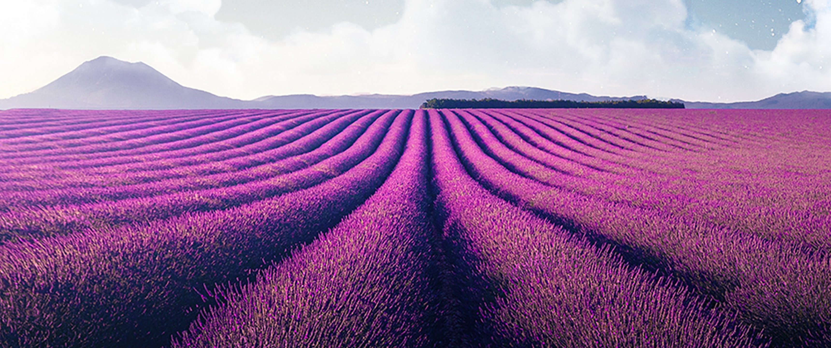   [40+] Lavender Fields Wallpapers | WallpaperSafari