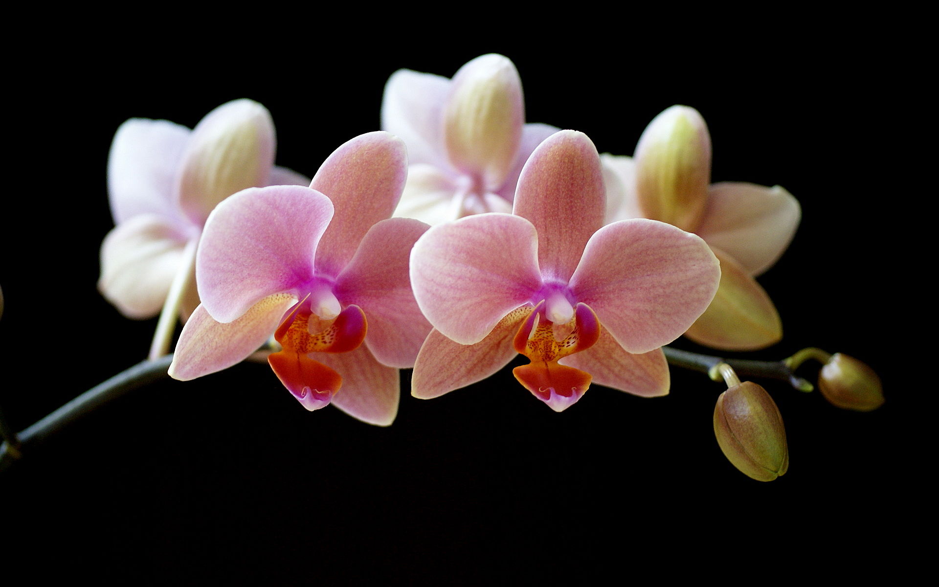 Beautiful Orchid Flower Wallpaper HD