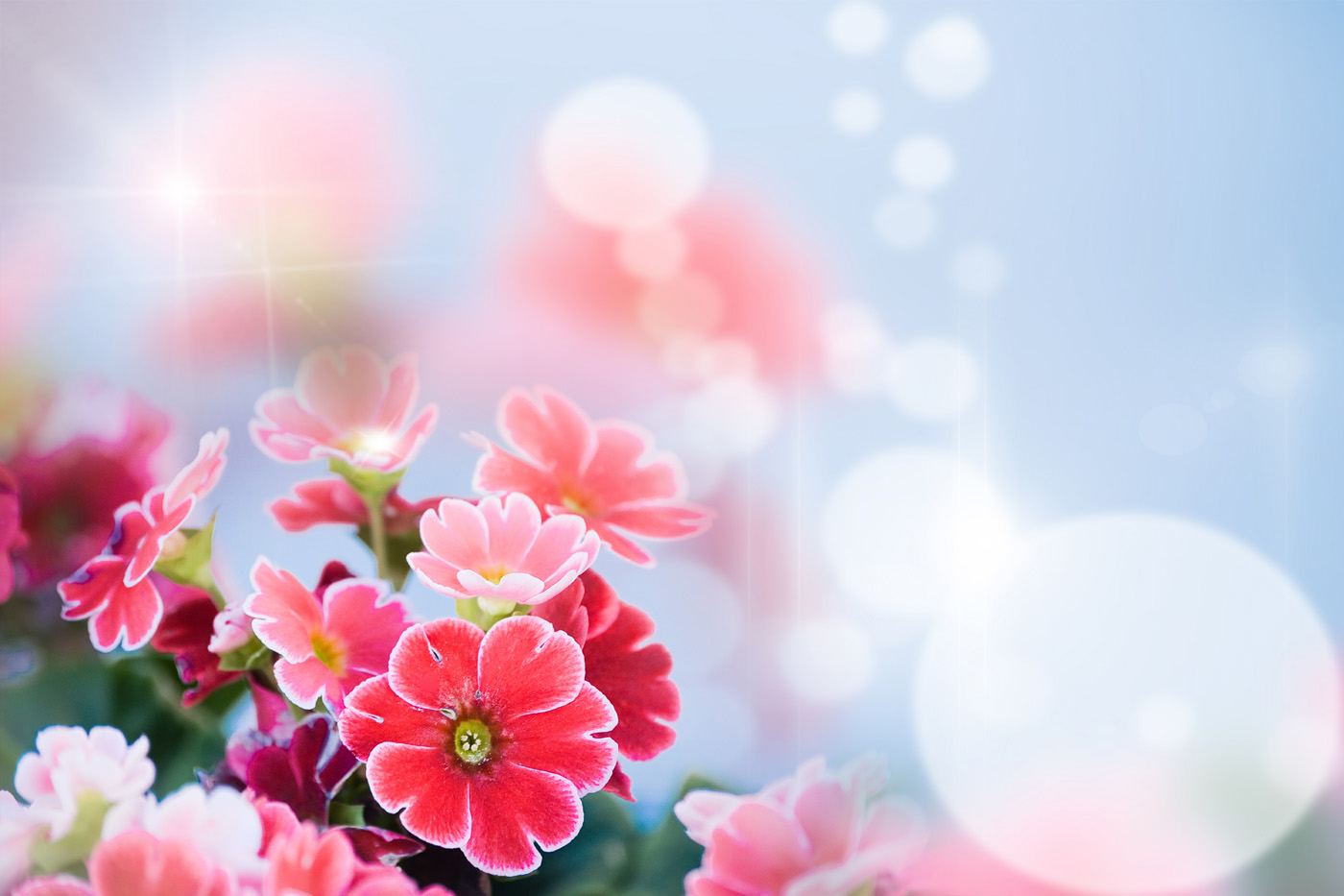Floral Wallpaper New HD Template Mages