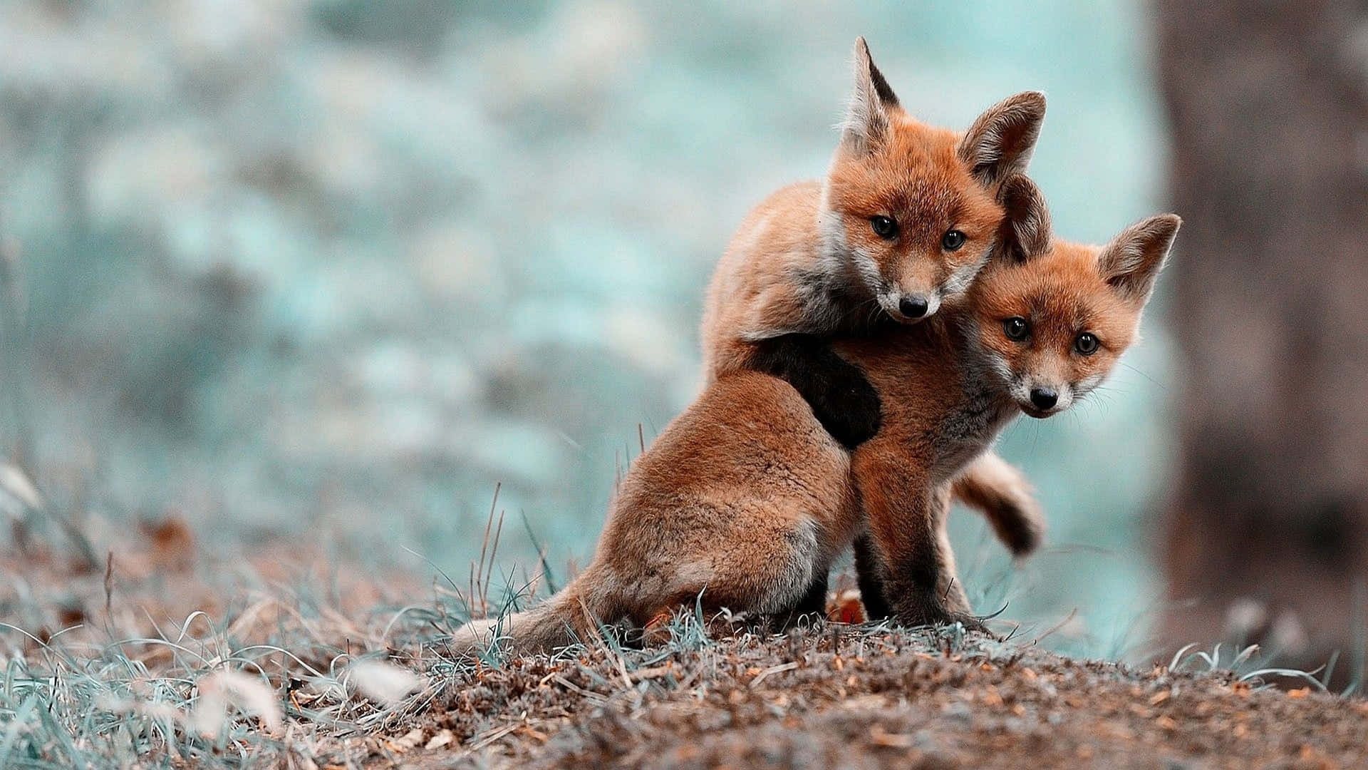 Aesthetic Animals Wallpaper