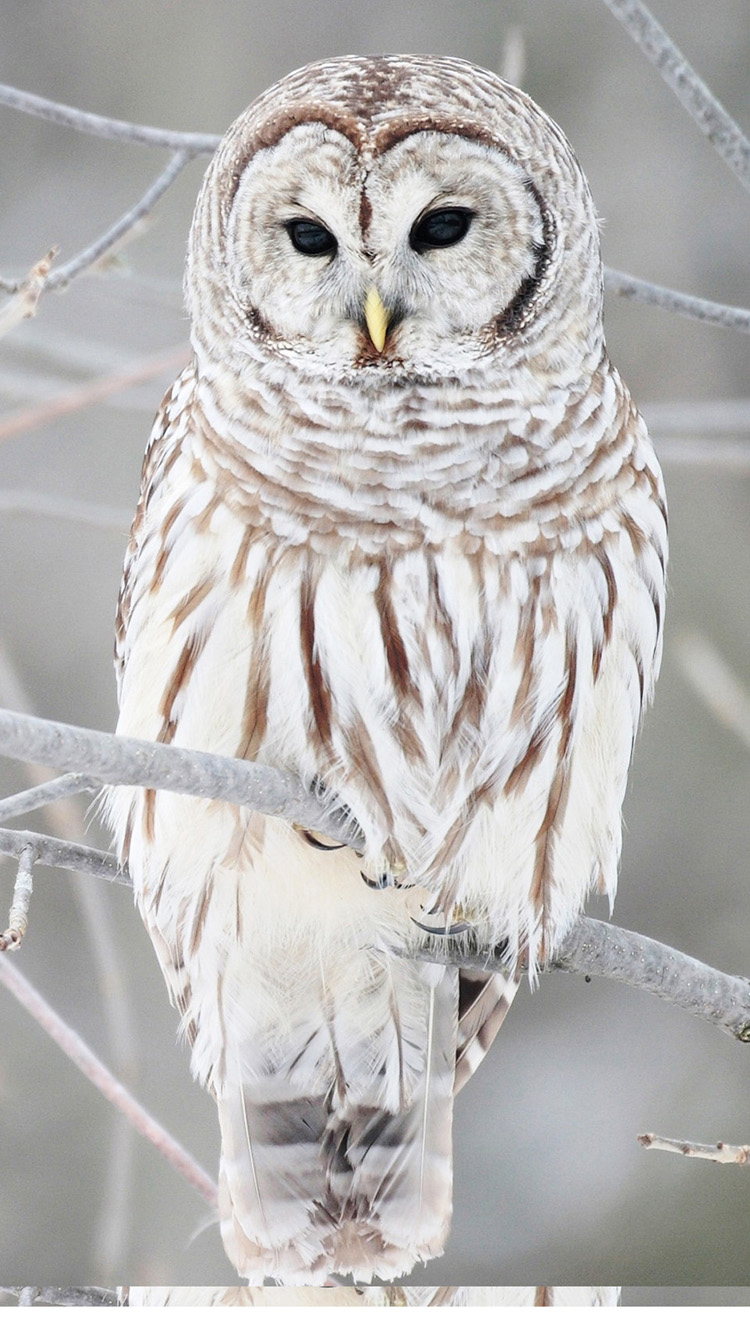 Owl birds snow wild winter HD phone wallpaper  Peakpx