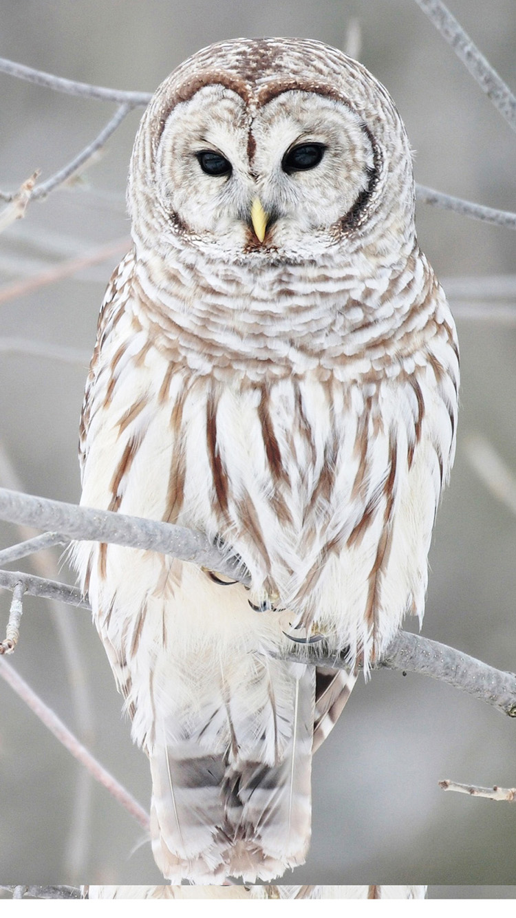 White Owl 4K Wallpaper iPhone HD Phone 5380i