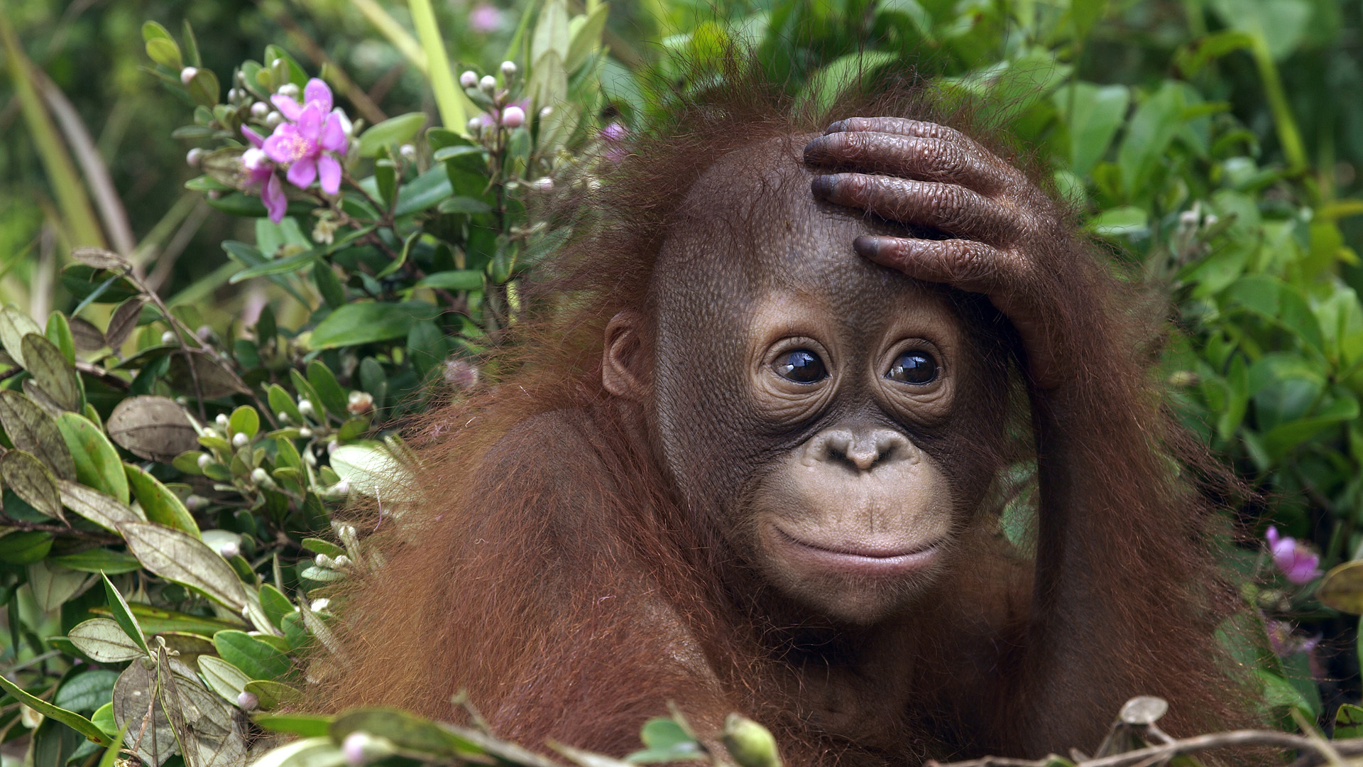 Monkey orangutan baby wallpaper