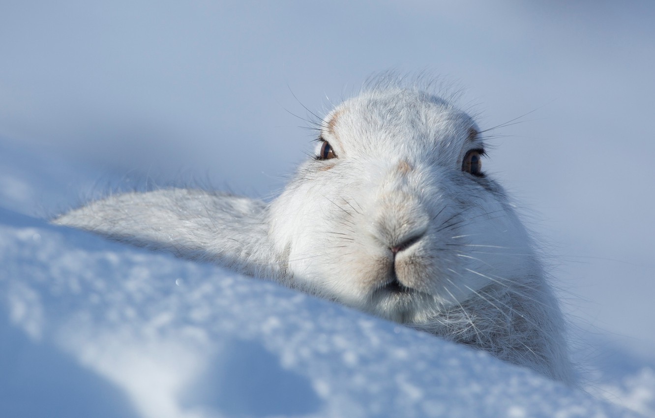 Wallpaper winter look face snow hare the snow face Bunny
