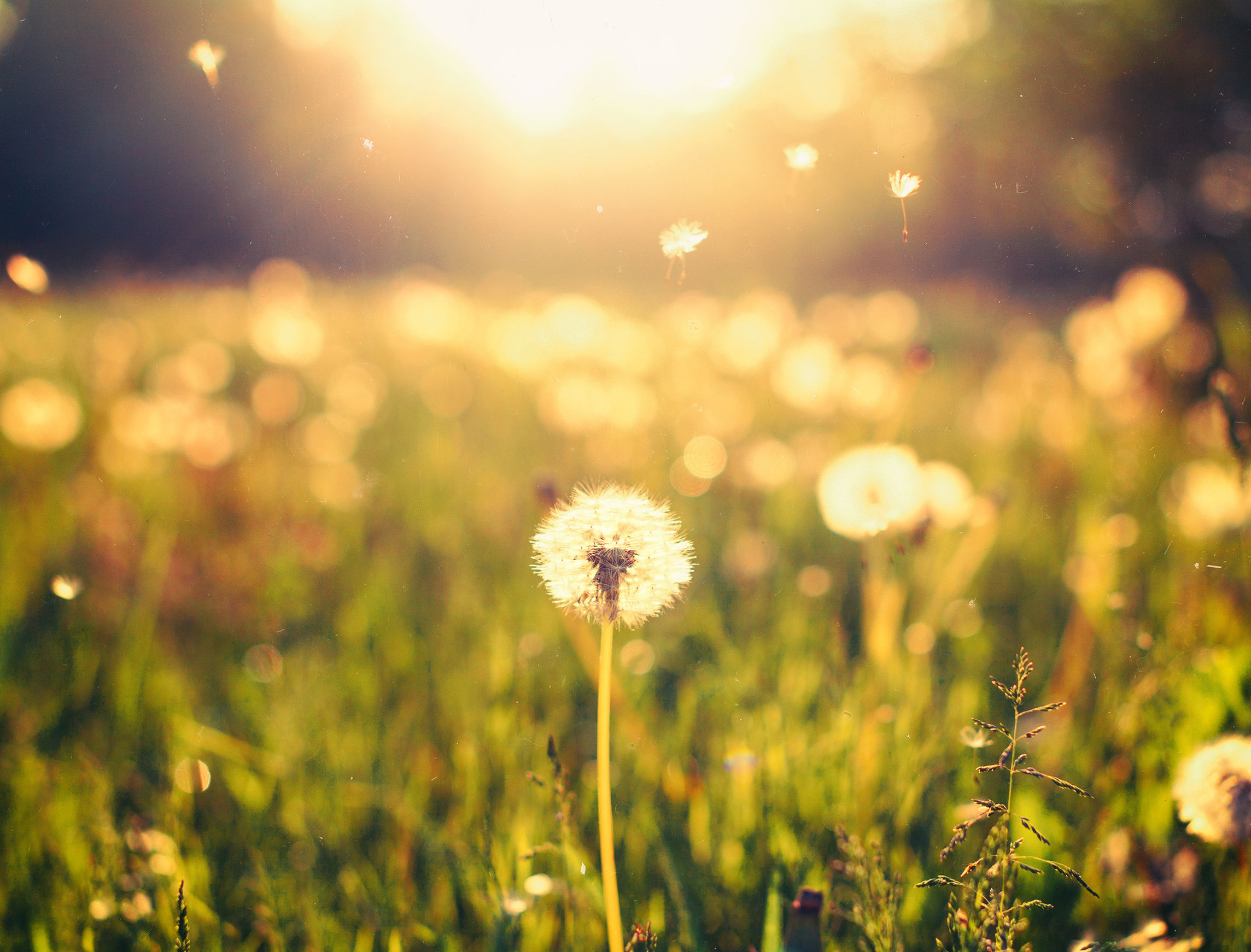 Dandelion seeds blowing in the wind across a sunlit meadow, creating a dreamy nature background