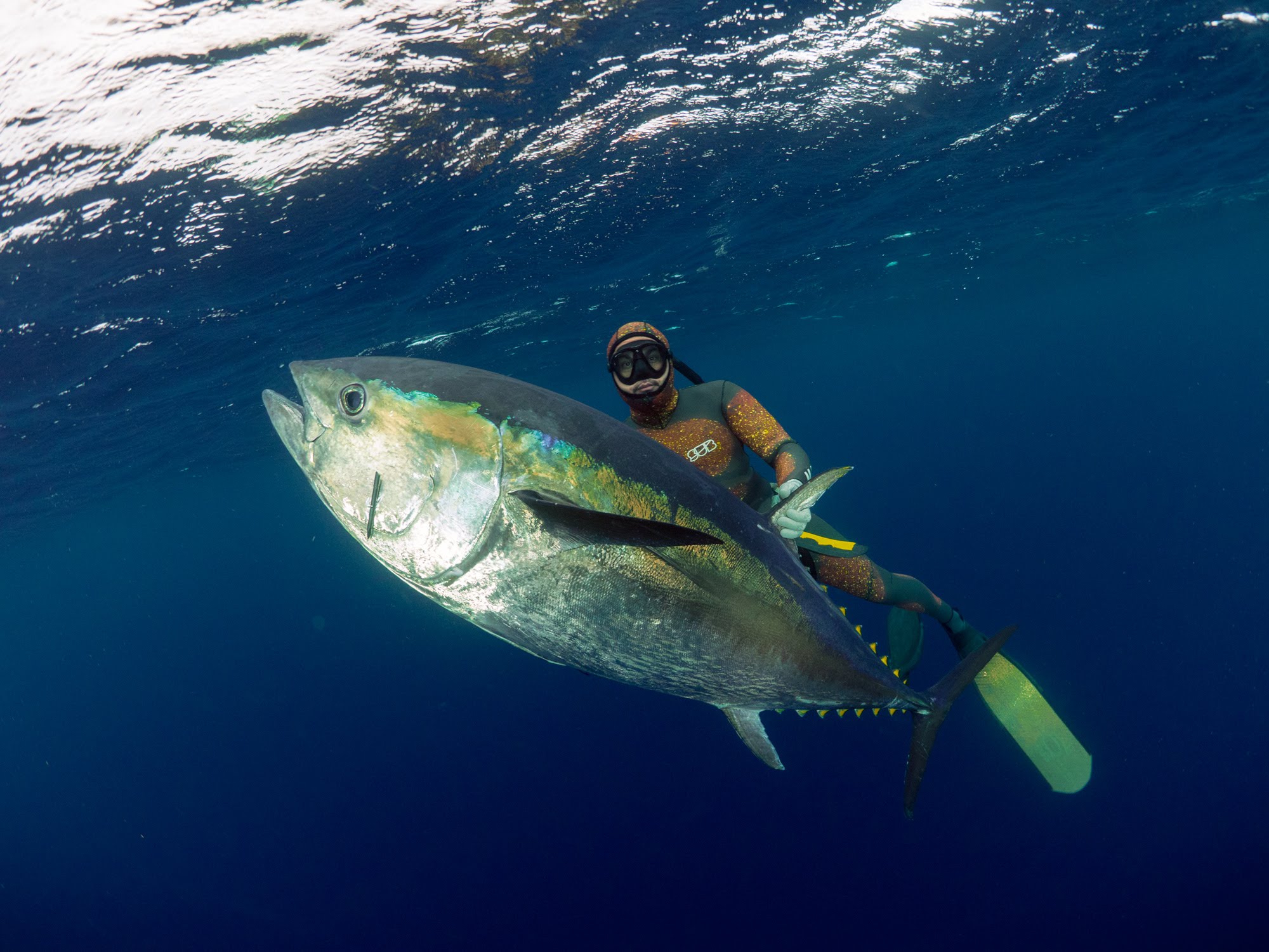 Spearfishing New Zealand Bluefin Tuna Tonga With Mjk