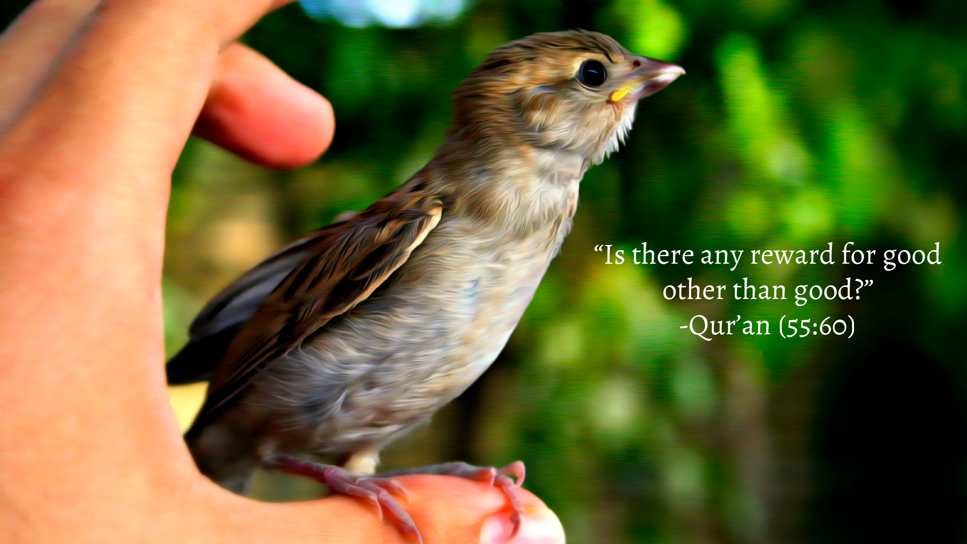 Islam Quran Birds Hands Religion Animals Arabian Wallpaper