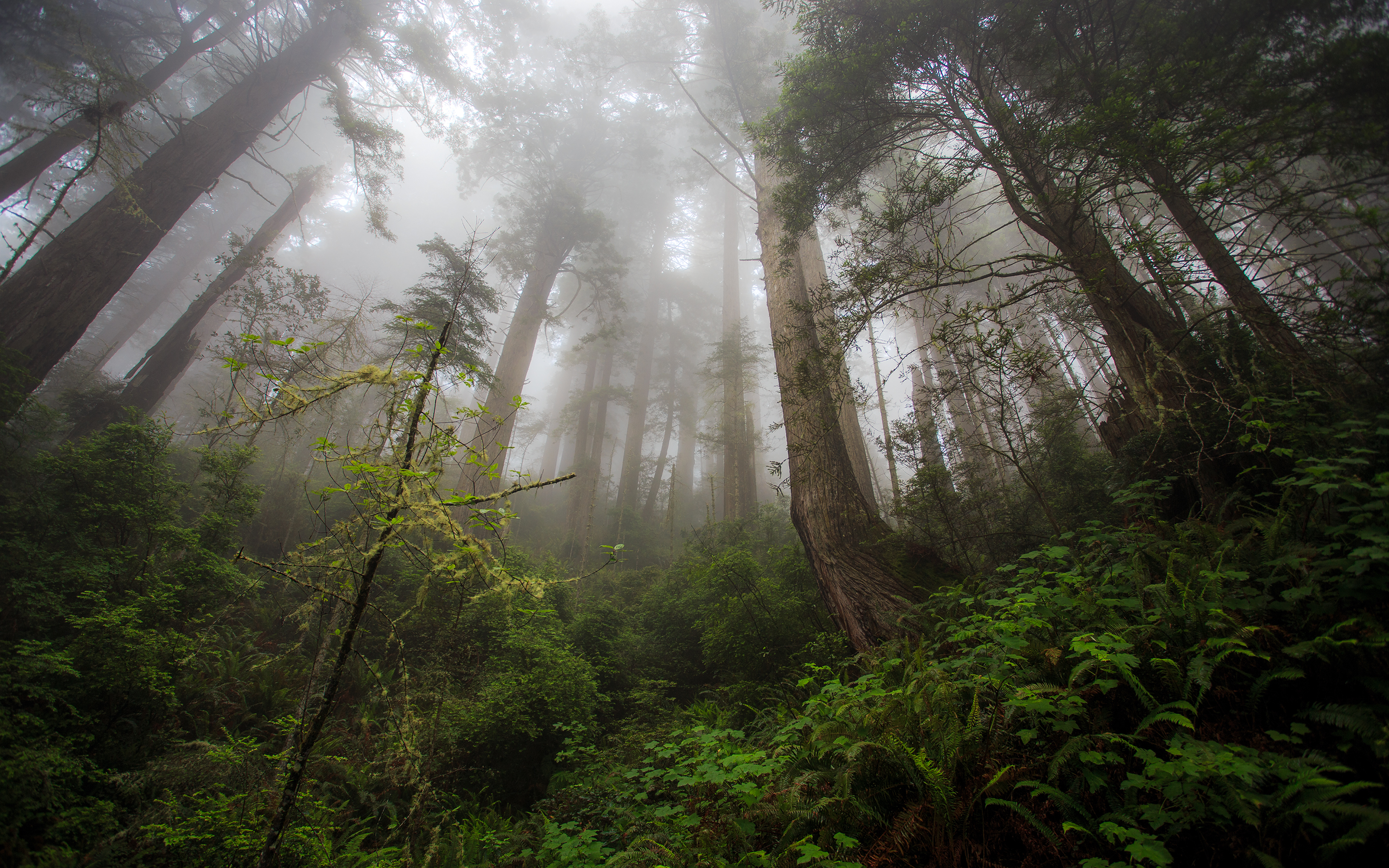 Redwood Trees Forest Fern Fog Mist Wallpaper Background
