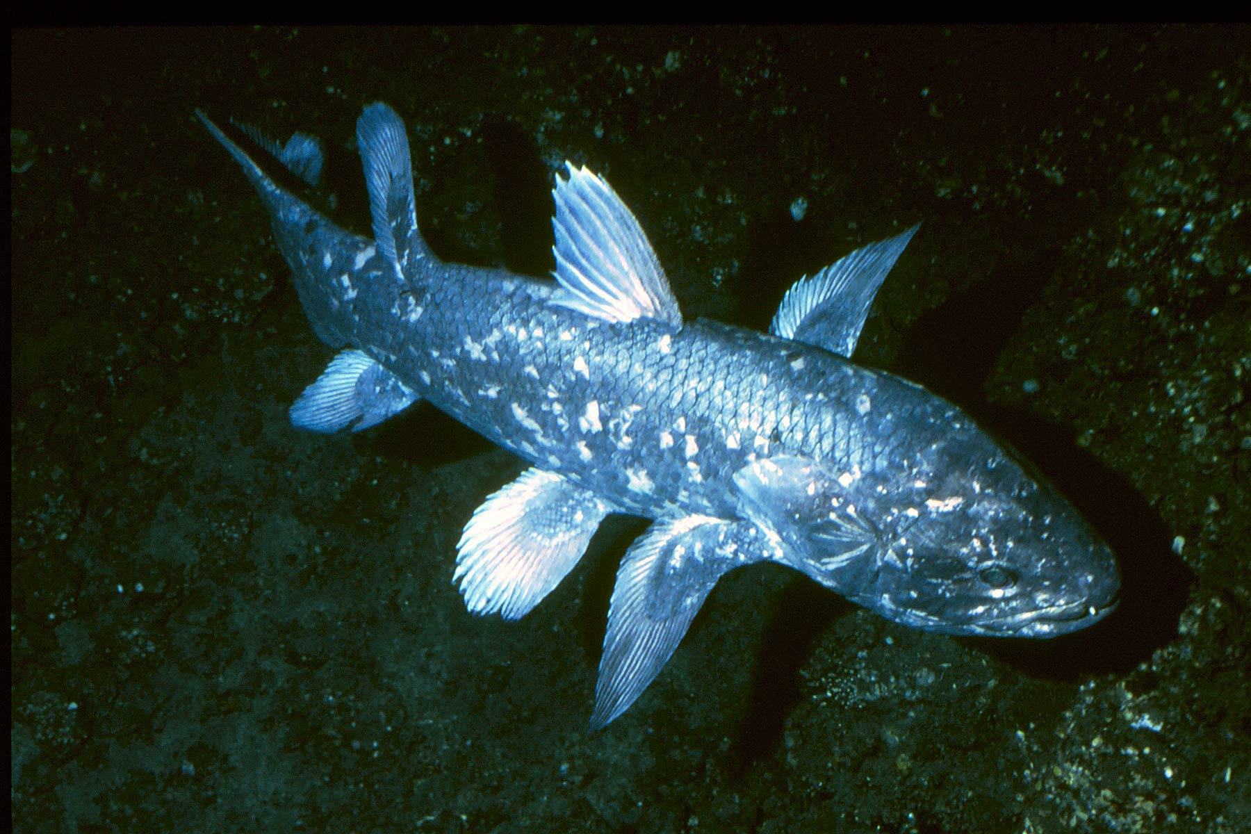 Coelacanth Wallpaper Animals Town