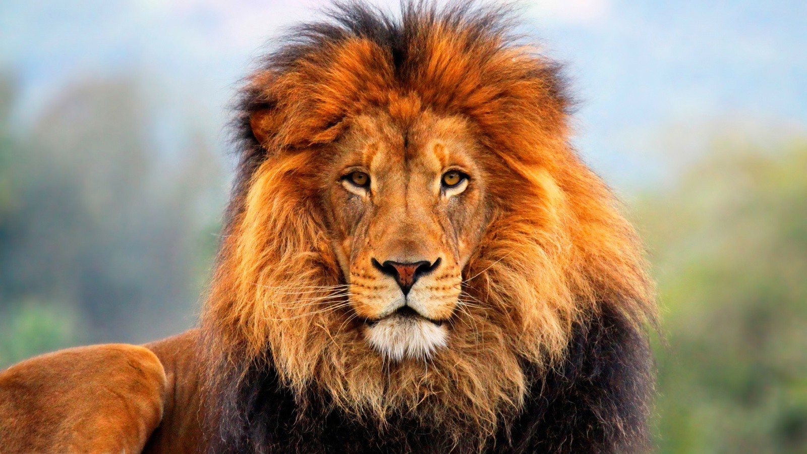 Majestic Male Lion with a Lush Mane