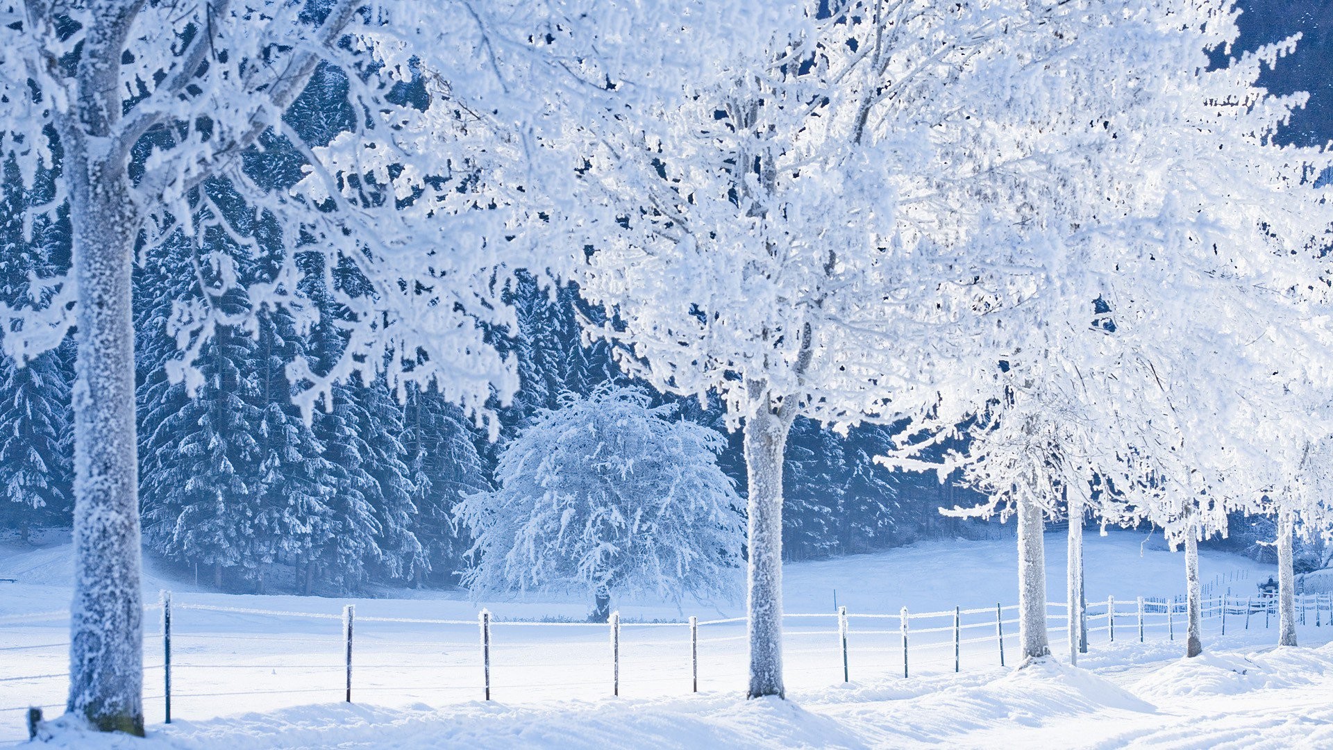 Amazing Lovely Winter Snow Desktop Wallpaper Beautiful