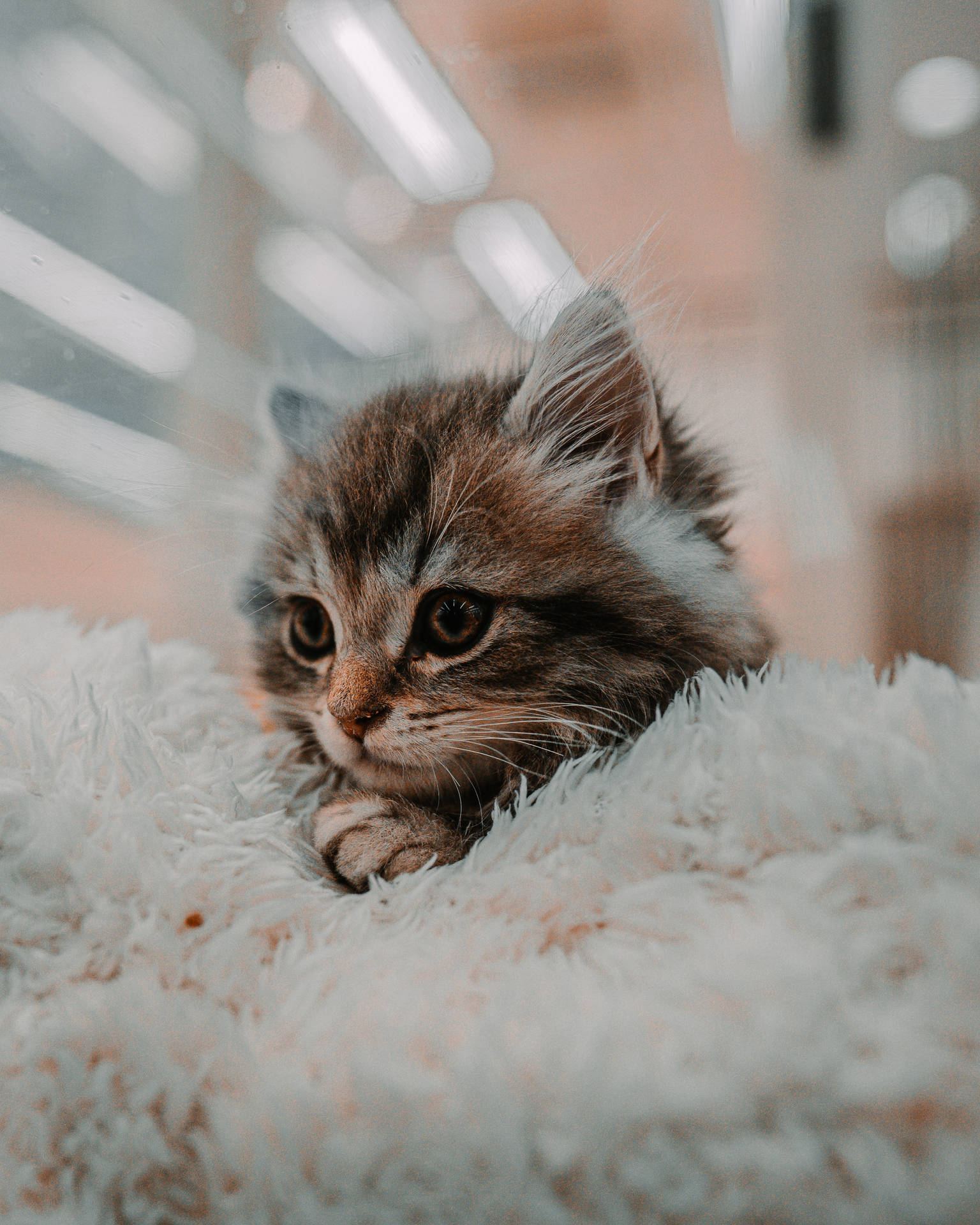 Adorable Kitten Resting on Soft Blanket
