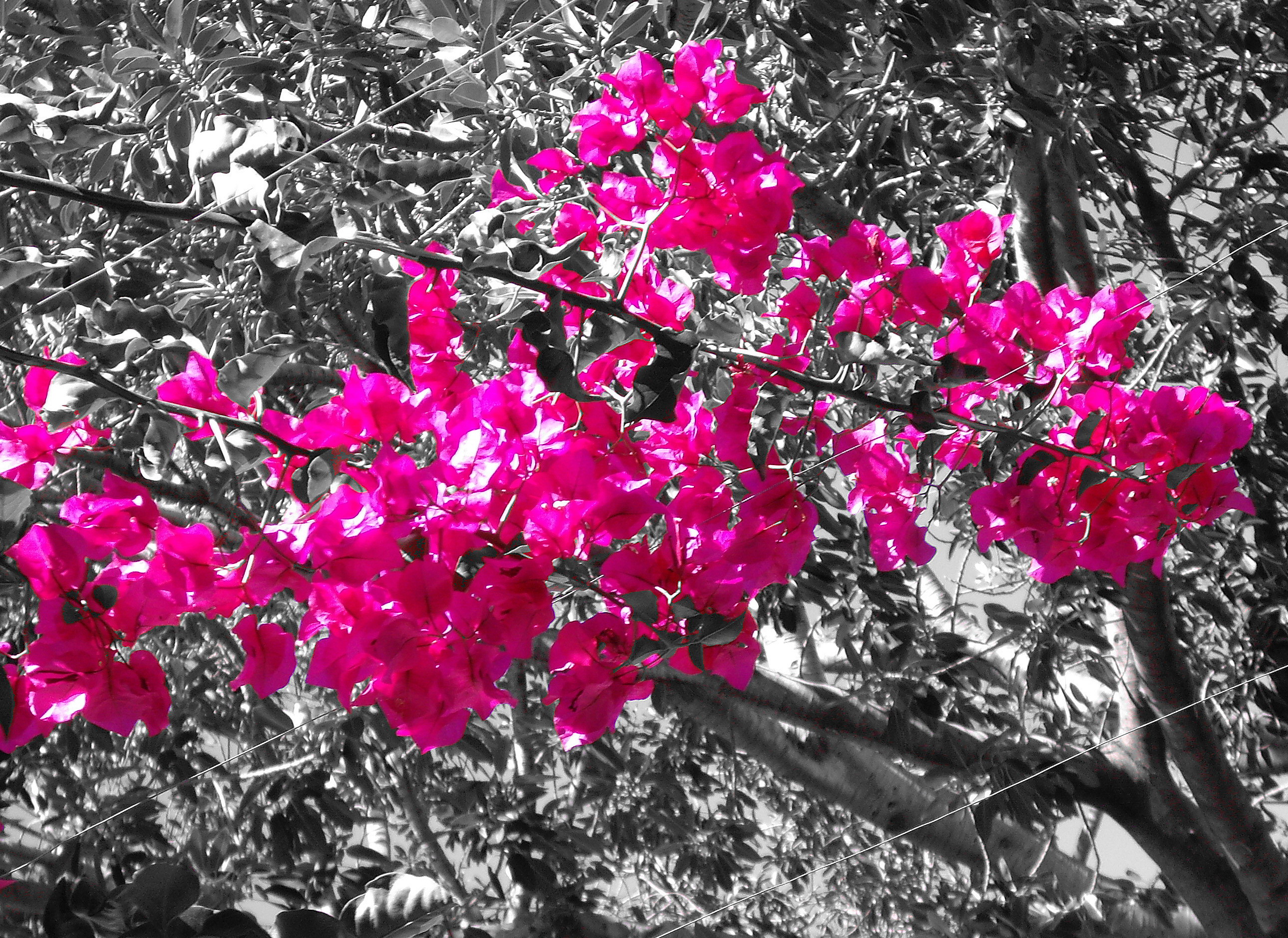File Hot Pink In Nature Jpg Wikimedia Mons
