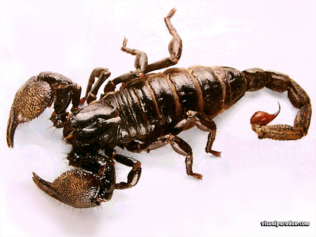 Scorpion Extermination Web Design Insect