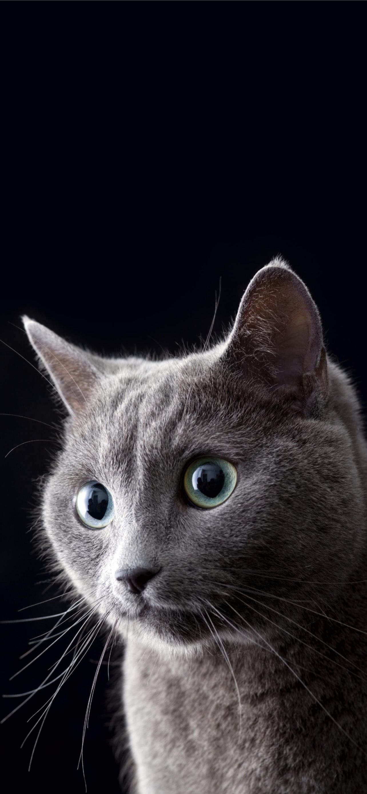 Best Cats iPhone HD Wallpaper