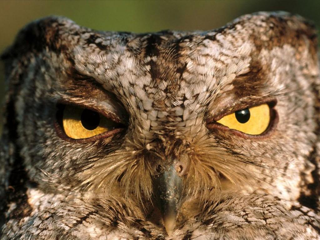 animal owls hd owl pictures animal photos owls photos pictures