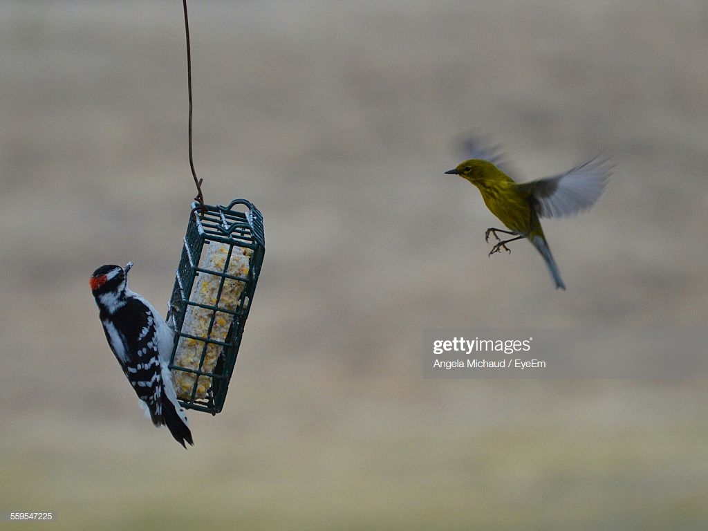 Birds By Feeder Hanging Outdoors Stock Photo Getty Image