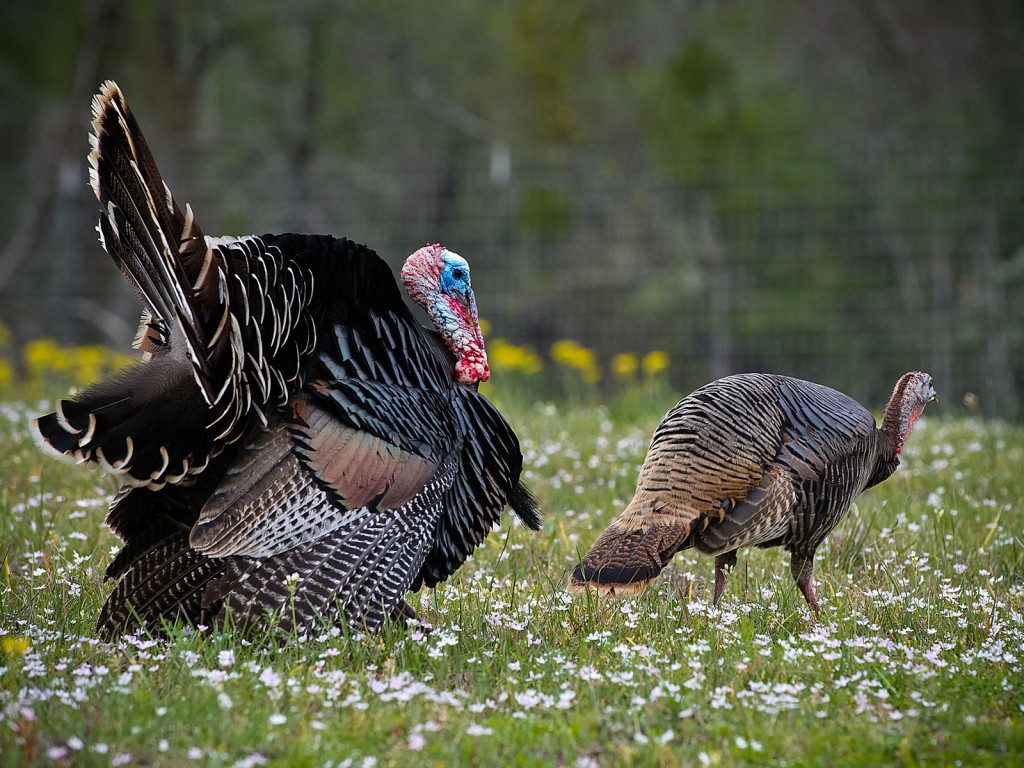 Spring Turkey Hunting Fatal Approach Calls