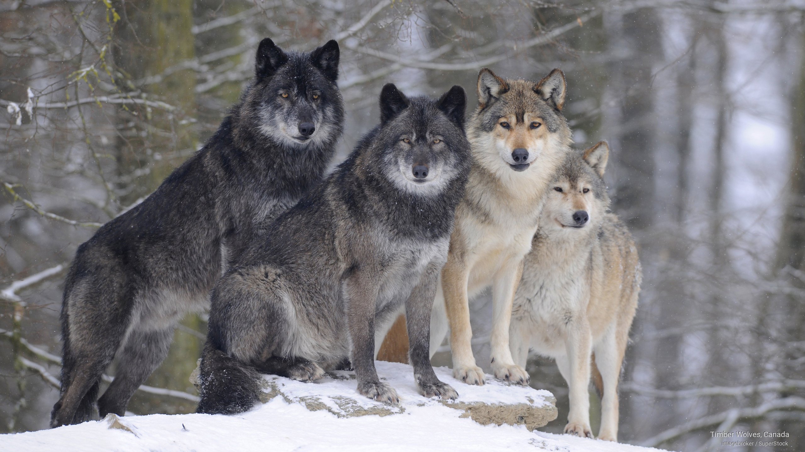 Timber Wolves Canada