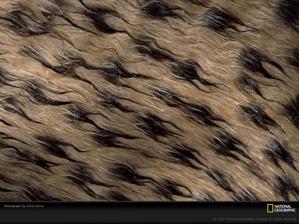 Free Download Fur Wallpaper Fur Fabric Bedroom Wallpaper Magazines Free Download Fur Wallpaper Fur Fabric Bedroom Wallpaper Magazines