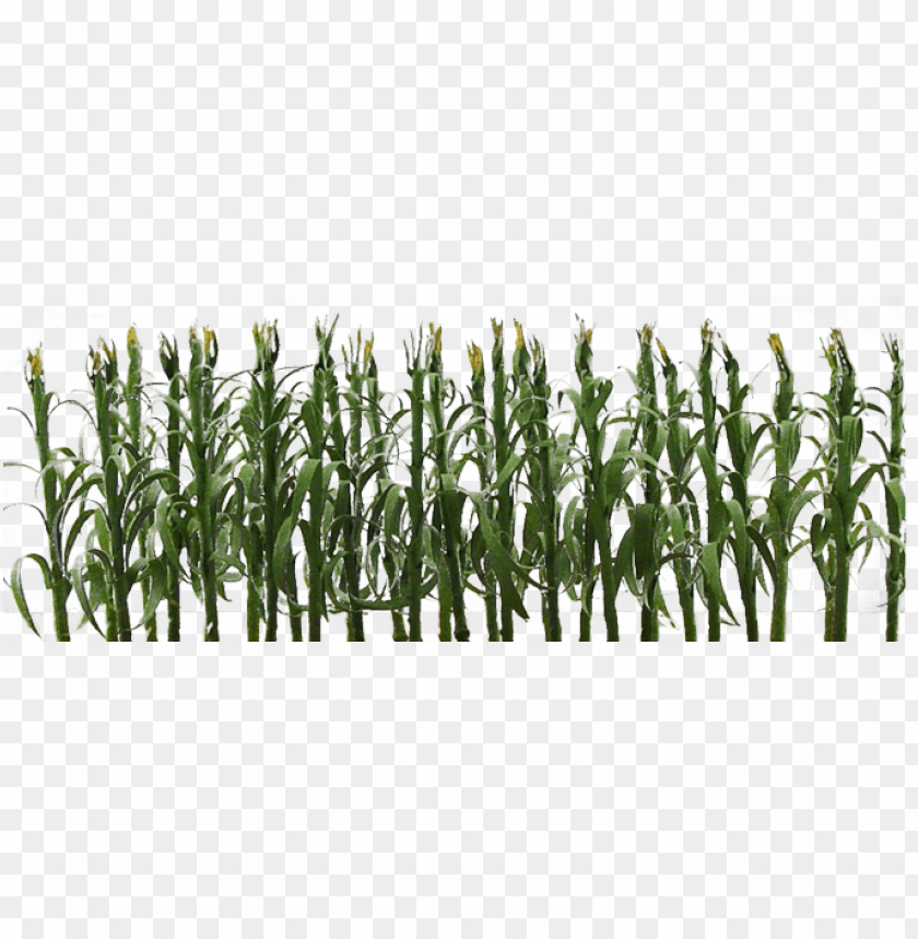 Jtt Corn Stalks O Scale Png Image With Transparent