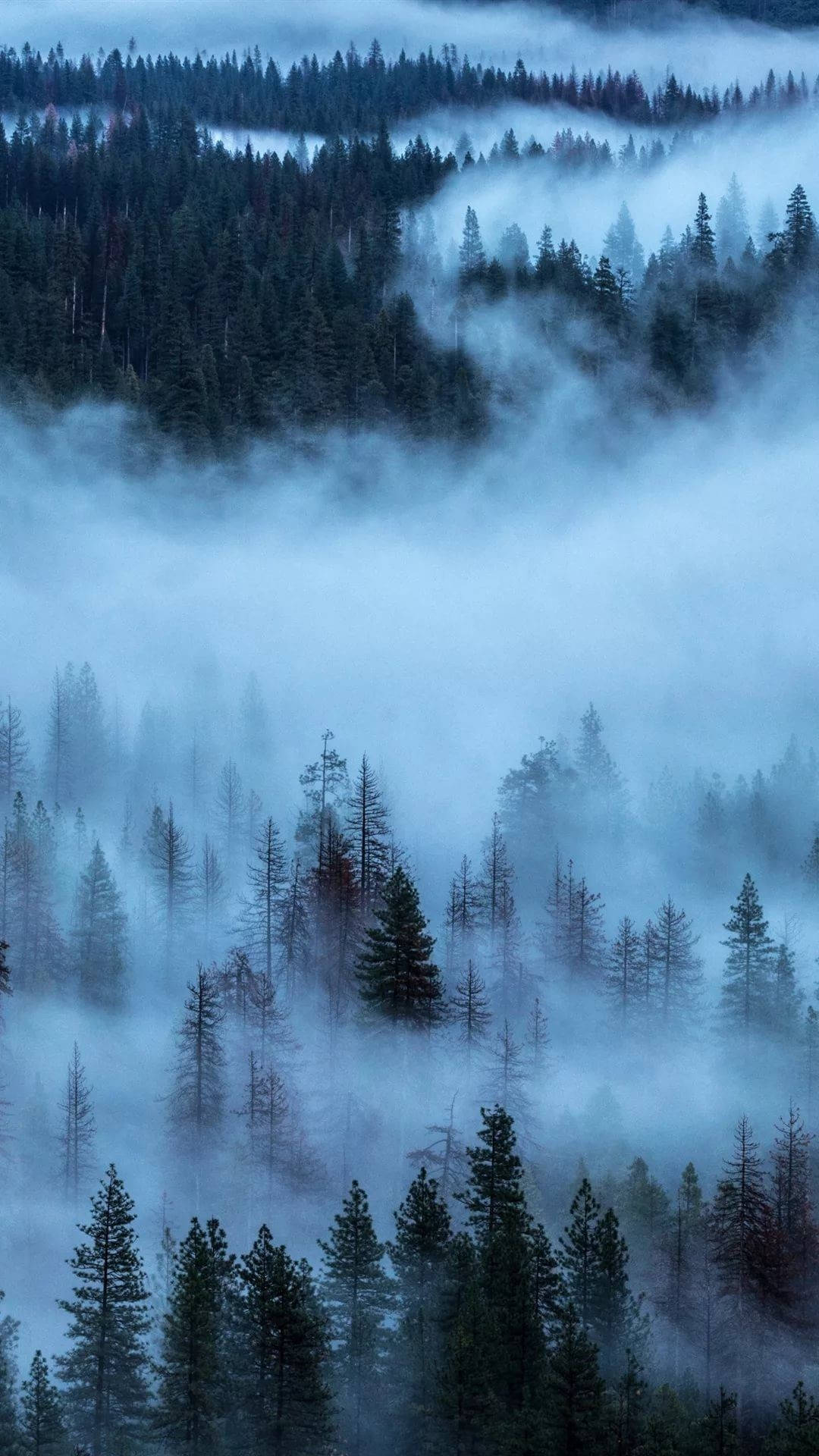 Winter Forest iPhone Wallpaper