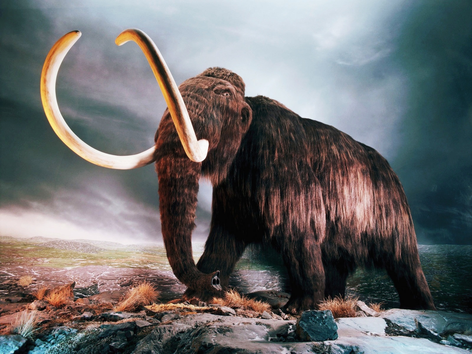 Woolly Mammoth Wallpaper And Background Image Id