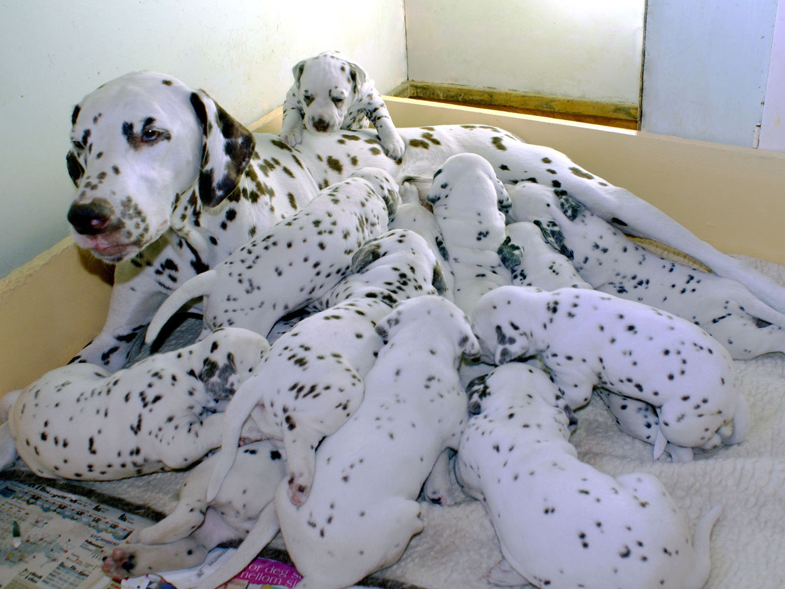 Picturespool Dalmatian Dogs Wallpaper