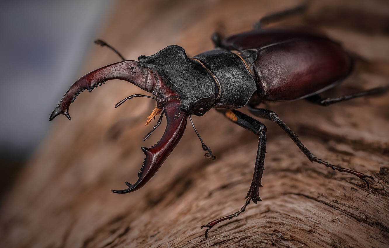 Free download Wallpaper macro background beetle horns insect brown stag