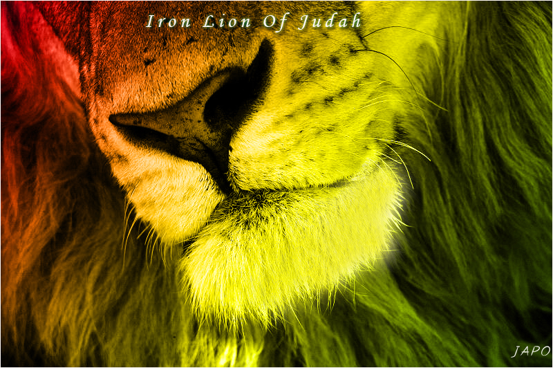 Go Back Gallery For Lion Of Judah Wallpaper