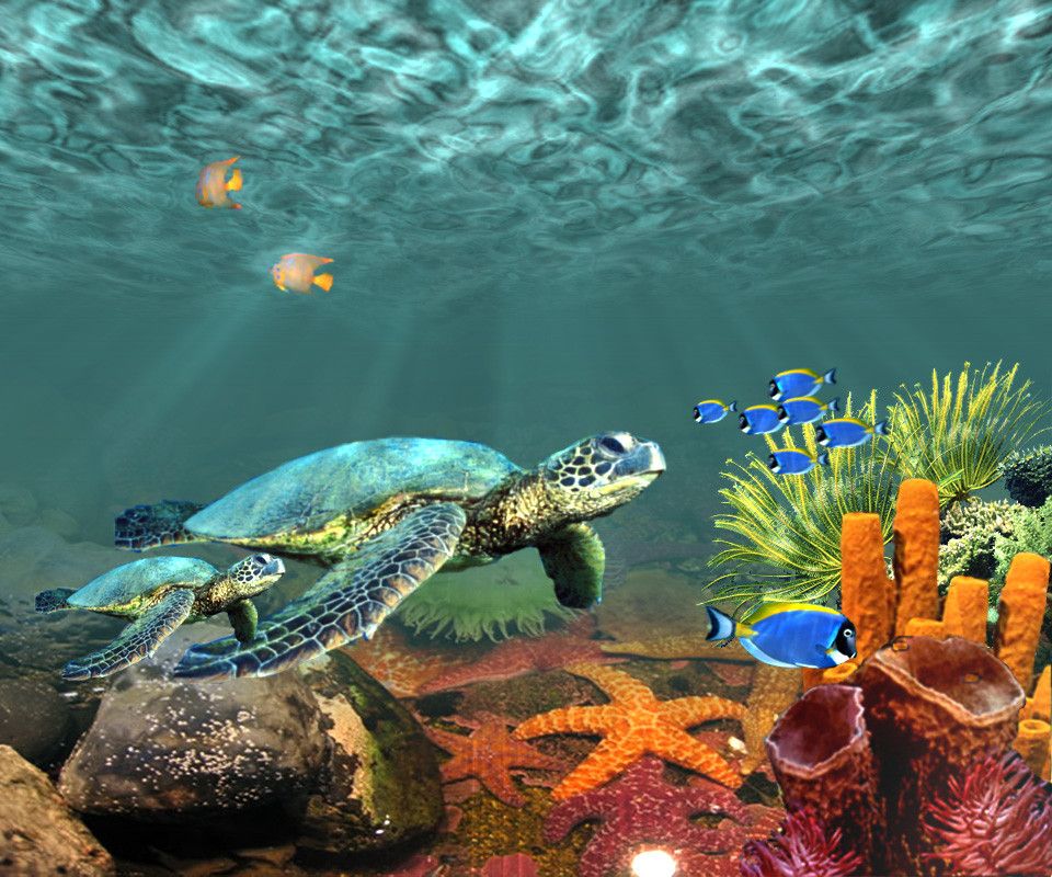 Underwater Desktop Wallpaper Coolstyle