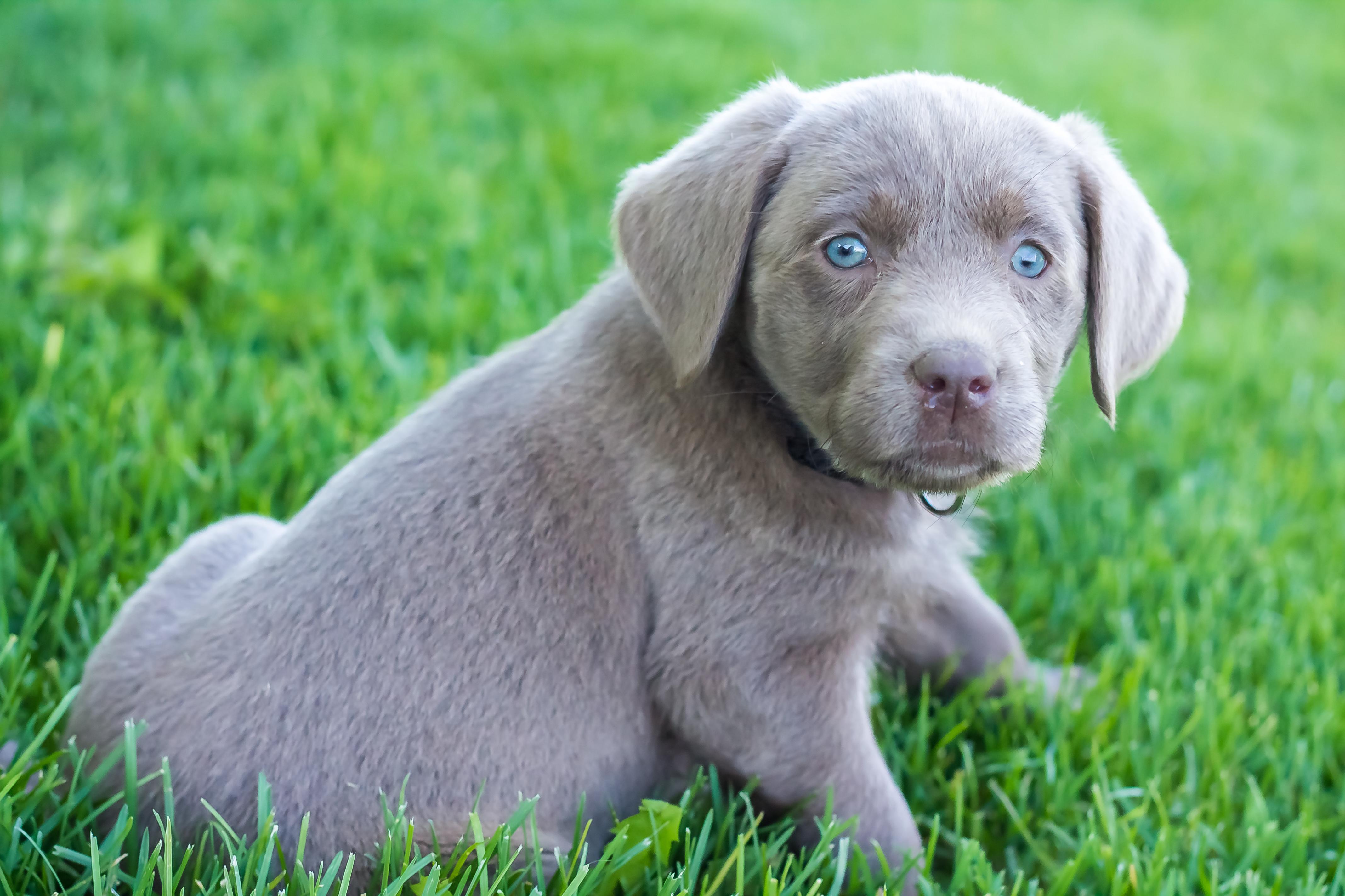 Female Silver Lab Puppy Placed Steps Training
