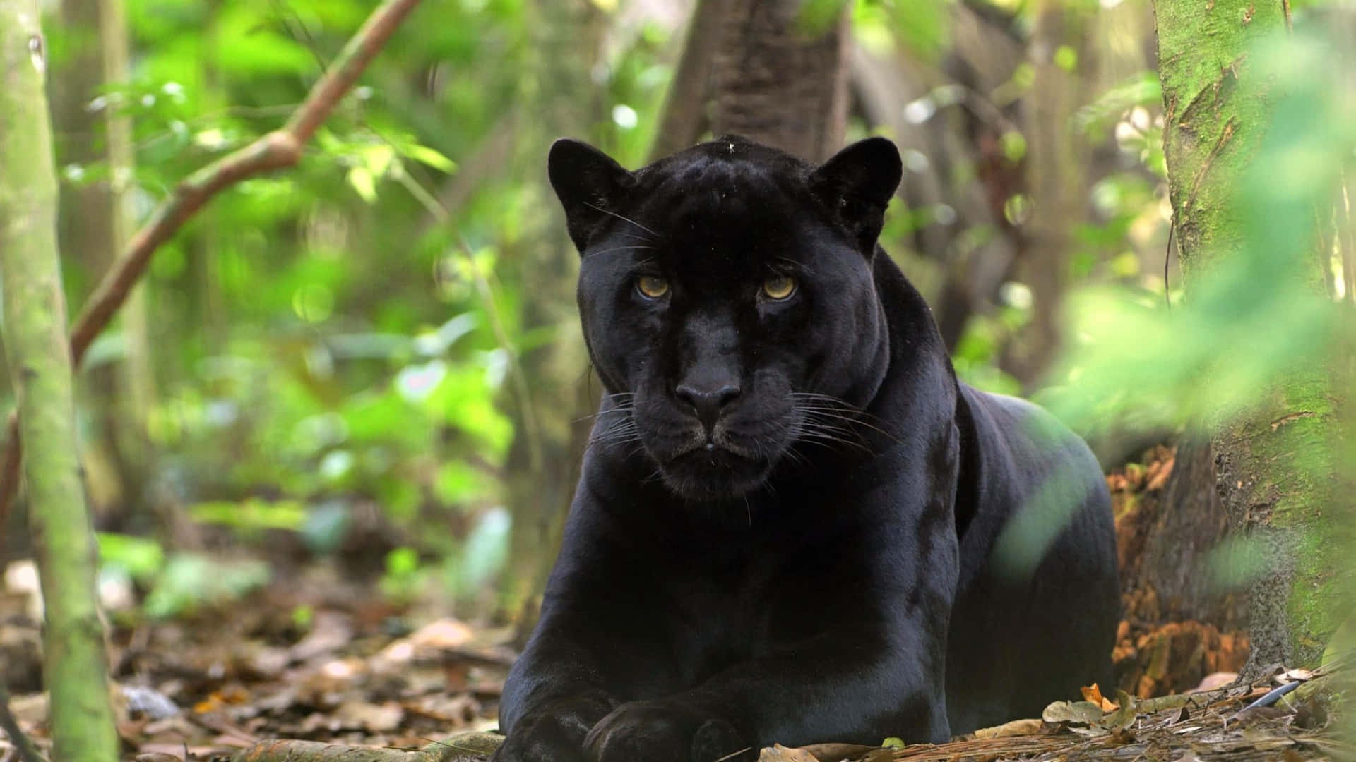 Dark Animals Wallpaper