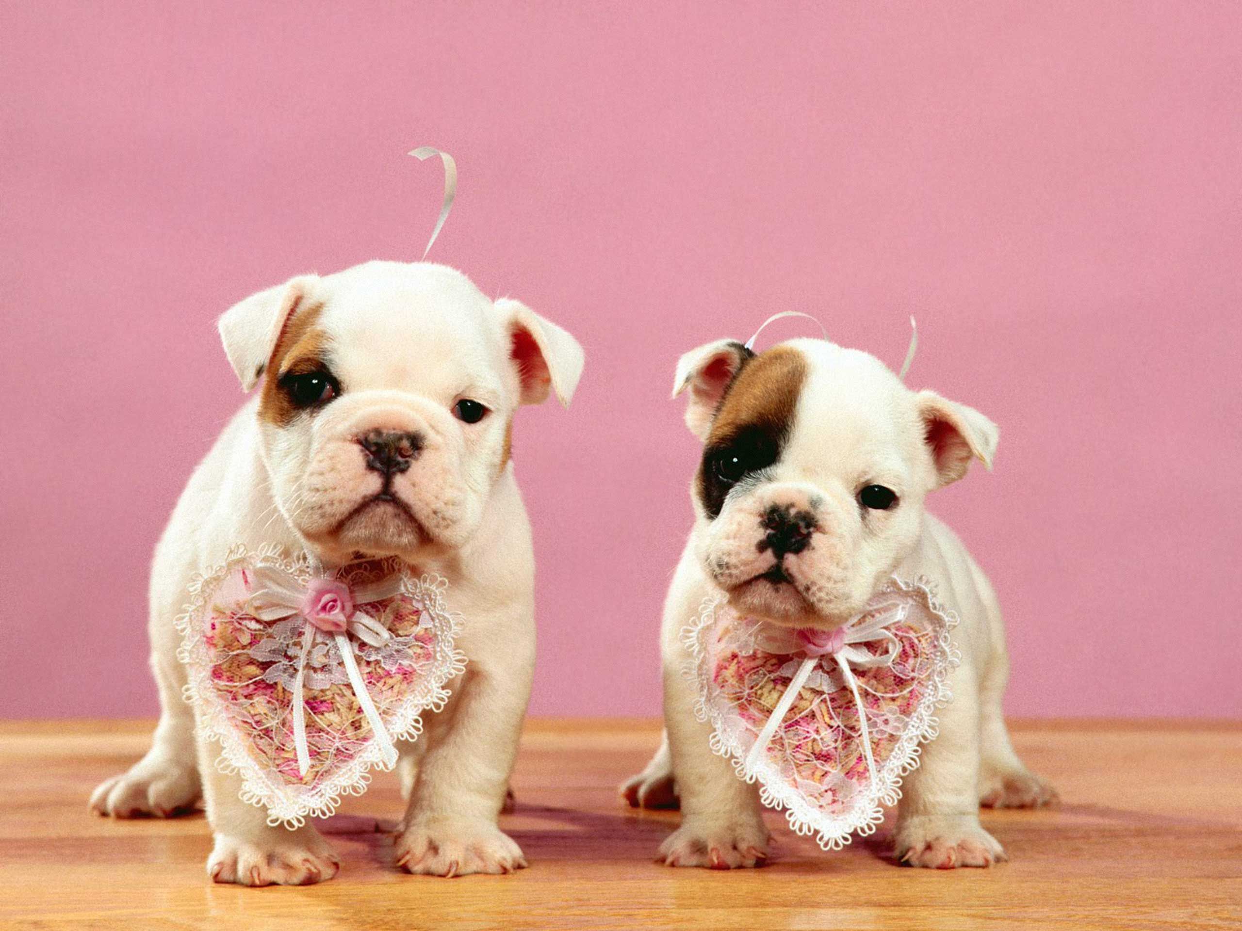 Valentines Puppies Wallpaper Dogs And Puppy