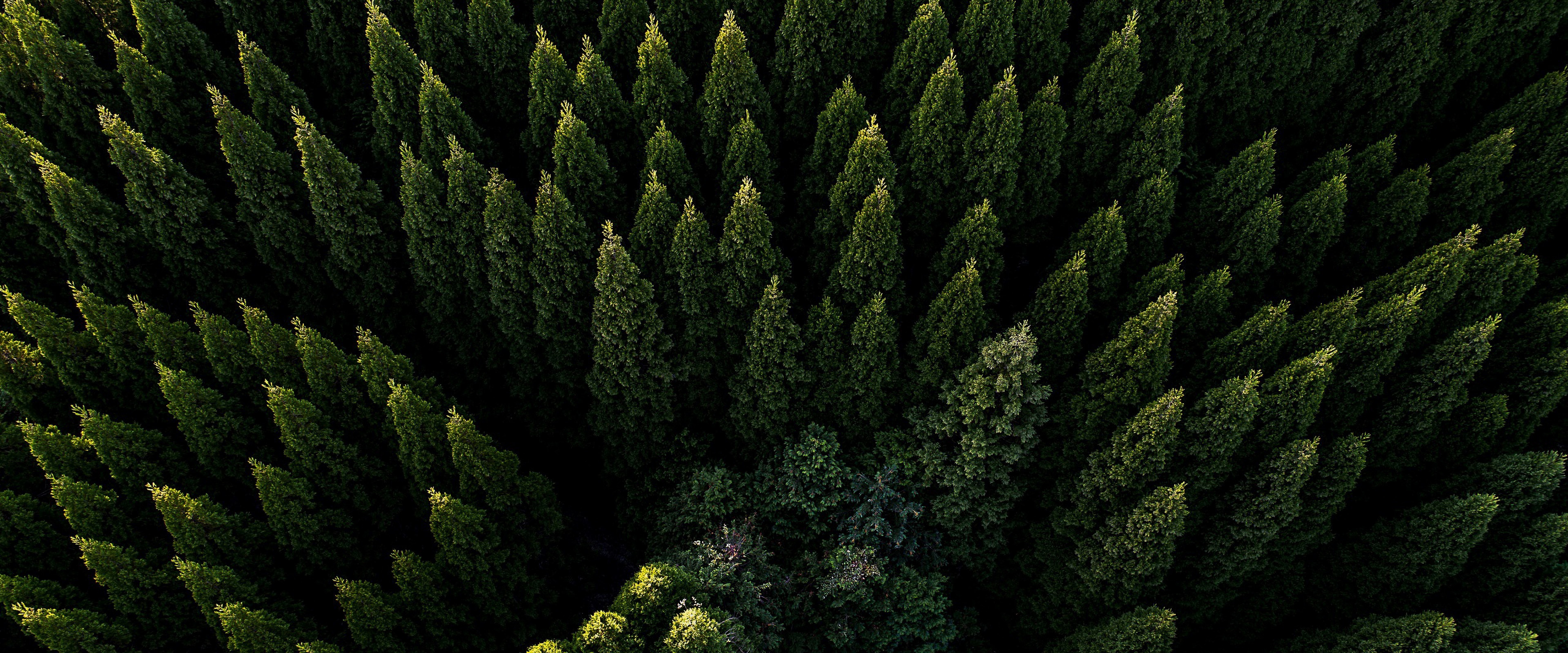 Forest Nature Aerial View Scenery 4K Wallpaper 106