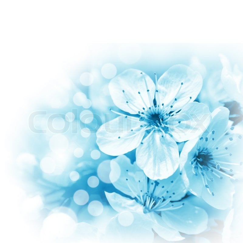 Background Blue White Flower Blue Flowers on White 800x800