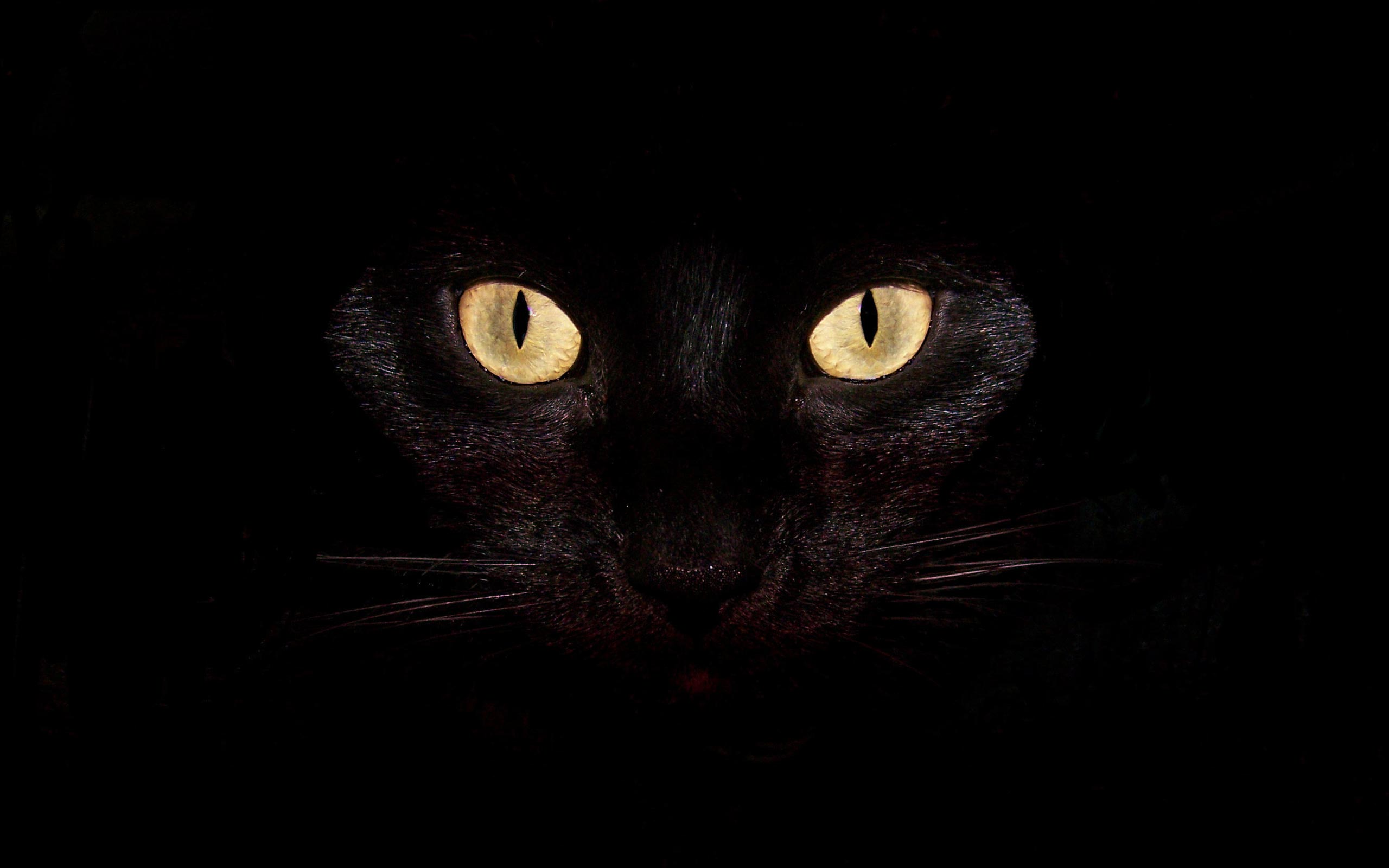 Black Cat With Blue Eyes 4K Ultra HD Mobile Wallpaper