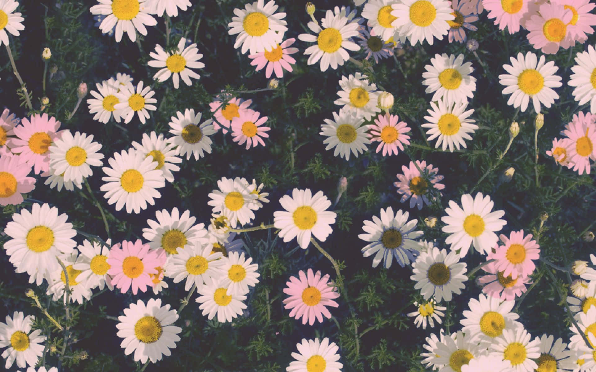 Daisy Aesthetic Computer Wallpaper