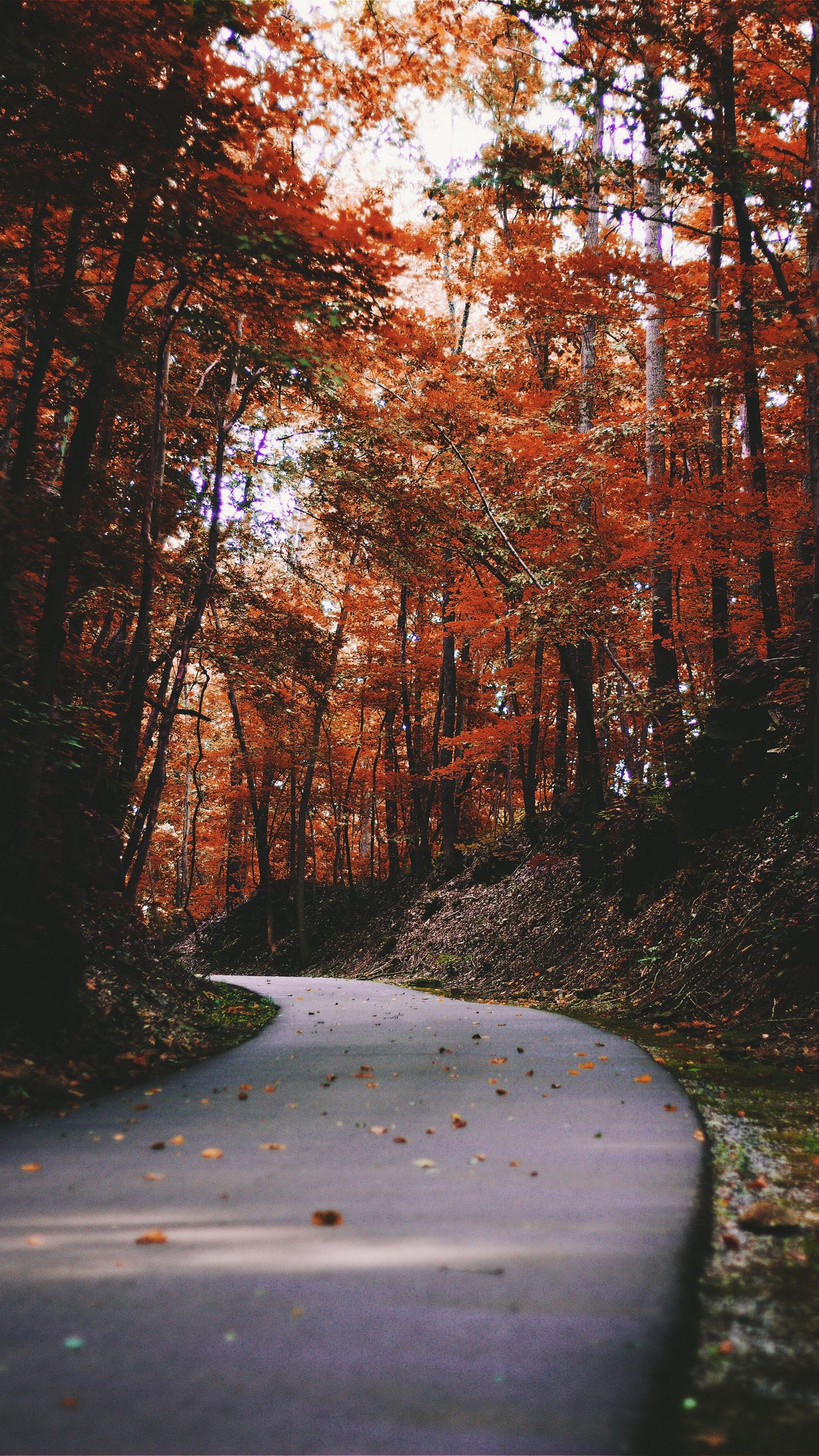 Autumn Phone Wallpaper