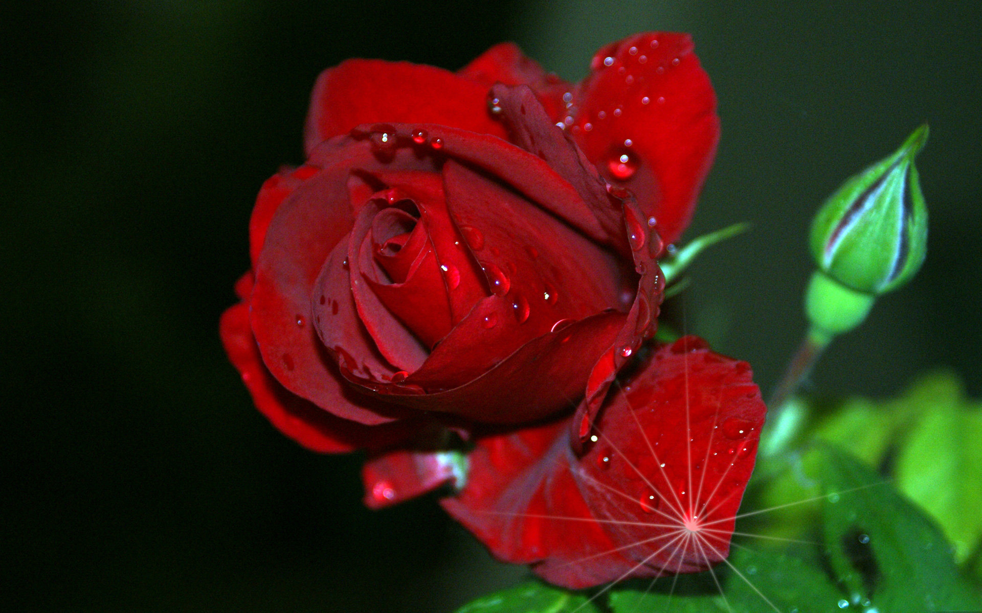 Red Rose Flowers Wallpaper