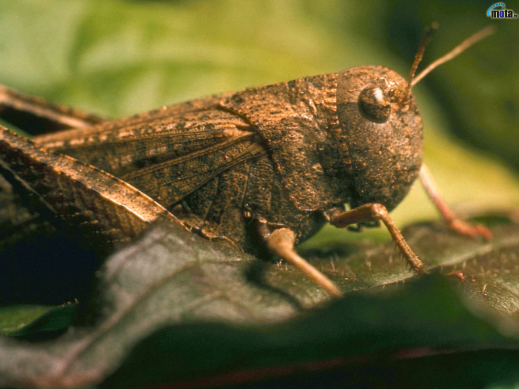 Wallpaper Grasshopper Macro