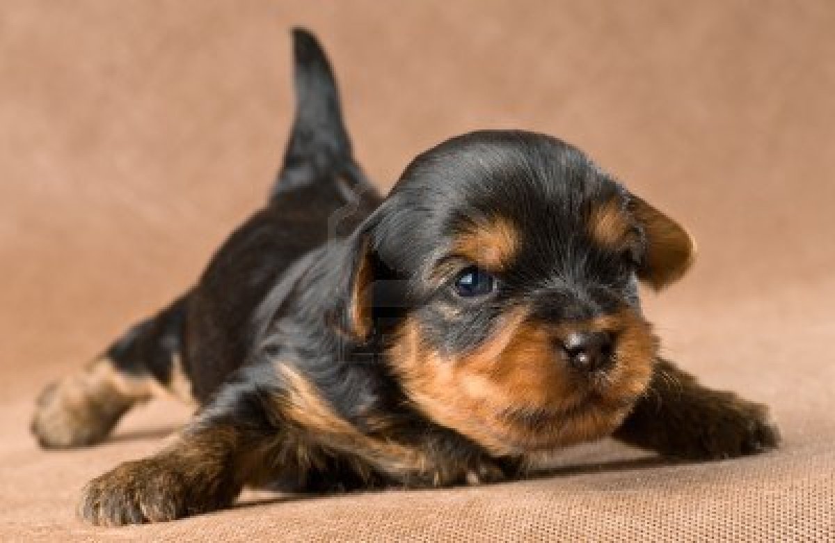 Wallpaper HD Yorkie Puppies Dogs Yorkshire Terrier