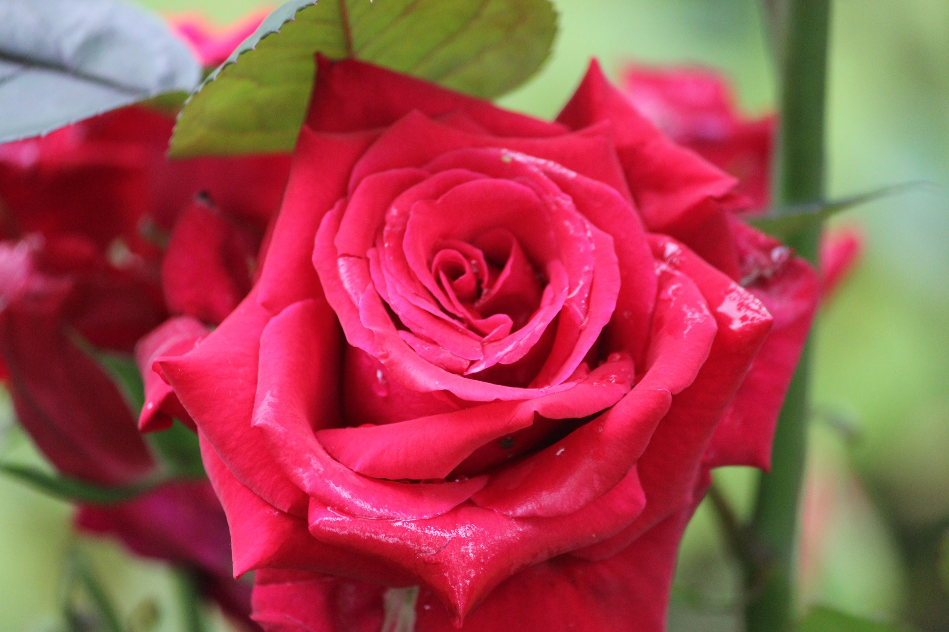 Rose Widescreen HD Wallpaper