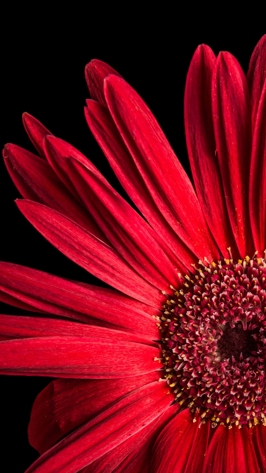 Stylish And Powerful Red iPhone Wallpaper