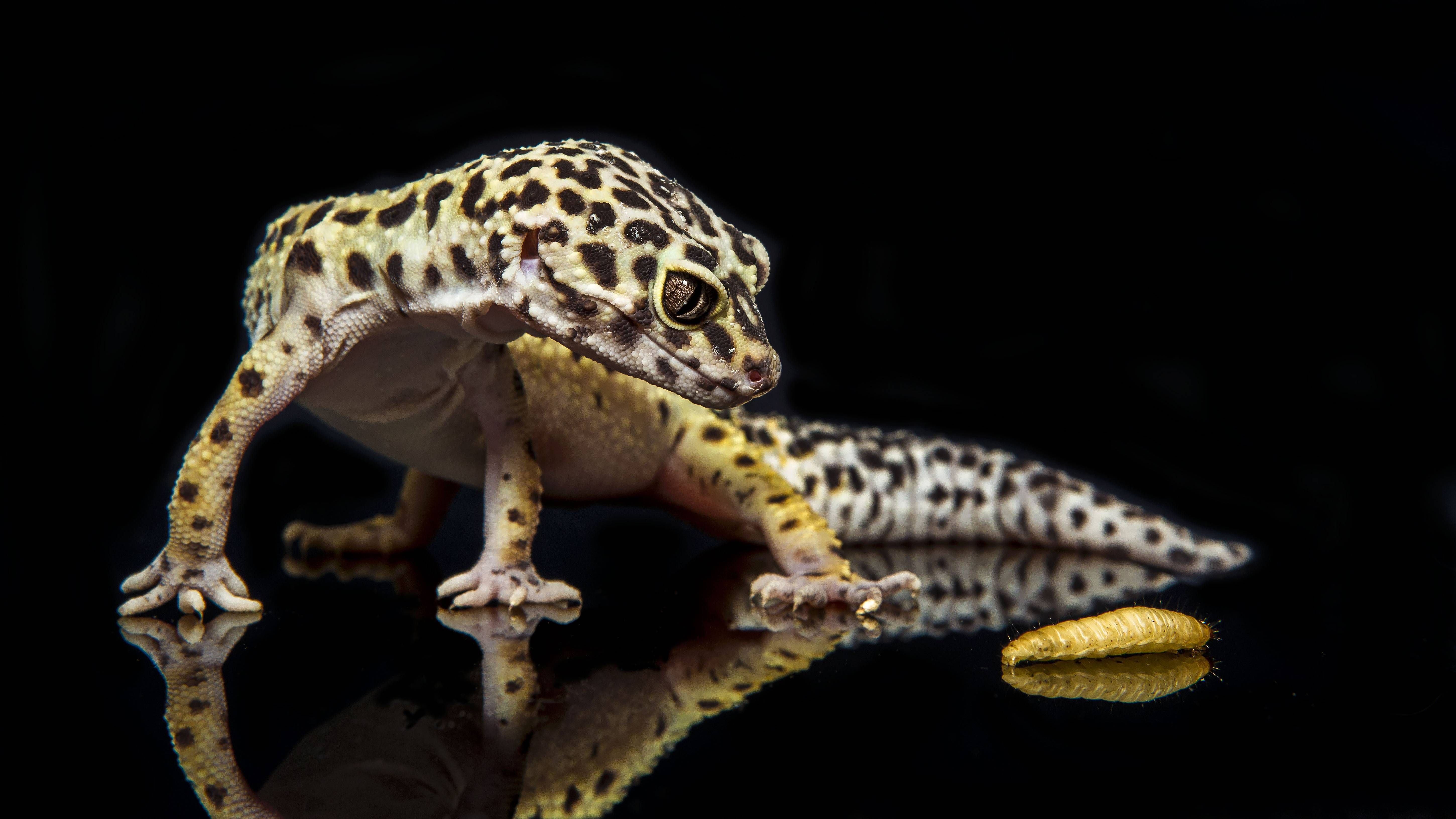 Leopard Geckos Lifespan Feeding And Lifecycle All About