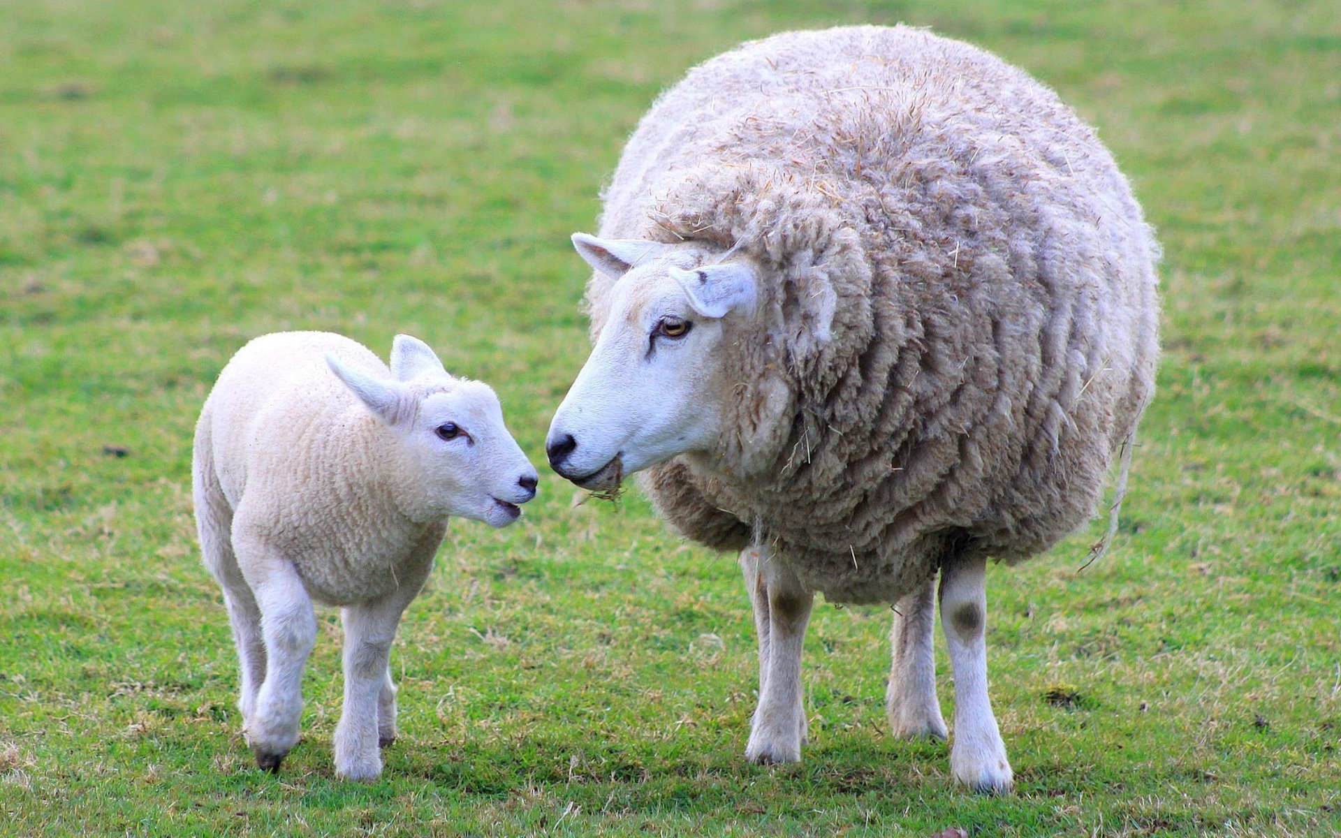Wallpaper Sheep Lamb Wool Mother HD Background